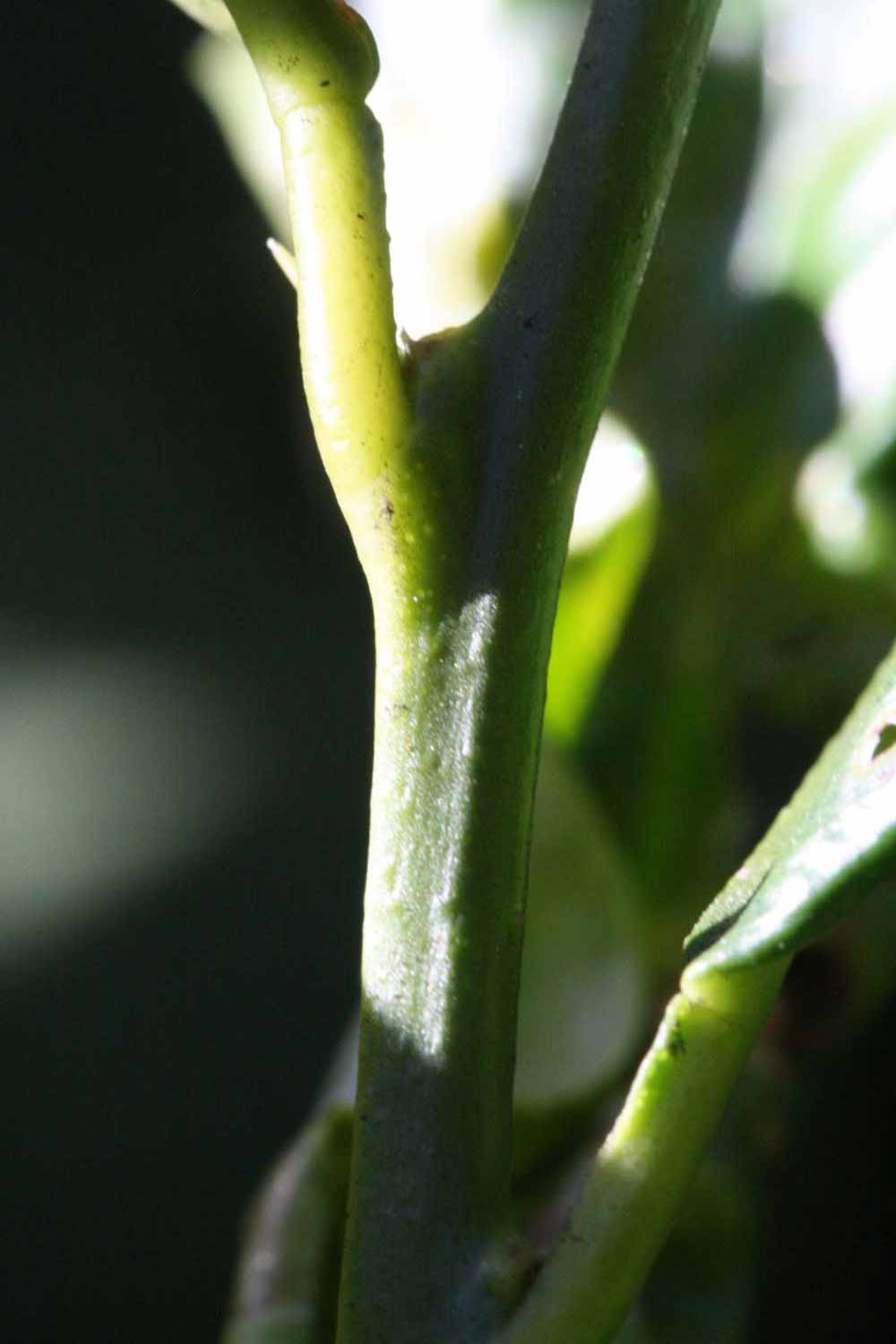              First year twig (Riverside, CA)       